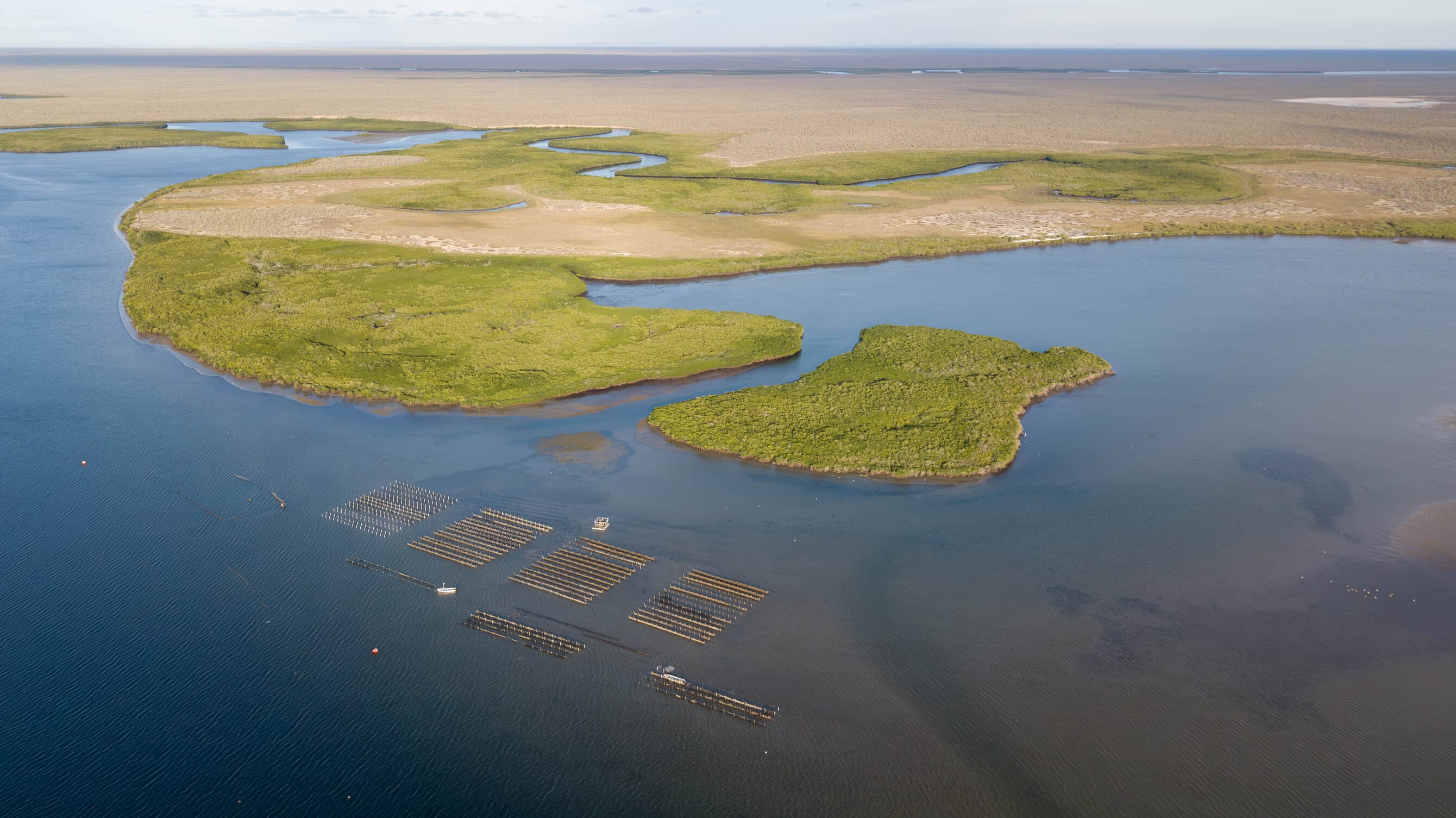 Mexico’s oyster revolutionary | The Fish Site