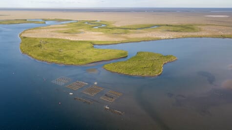 Mexico’s oyster revolutionary | The Fish Site