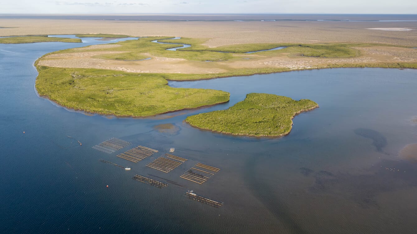 Aerial view of oyster farm