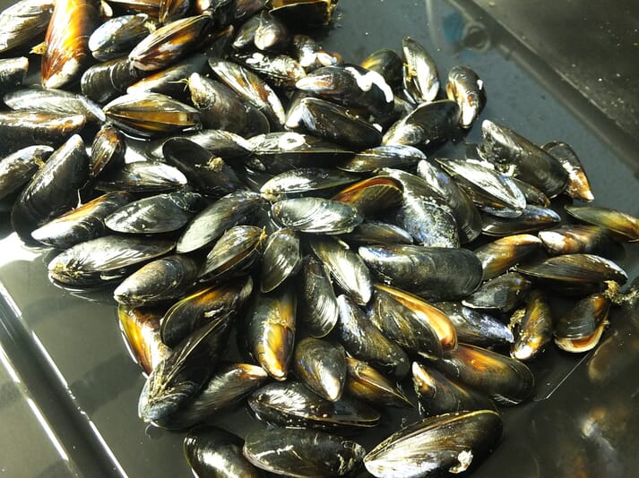 10 percent of the UK's rope-grown mussels have biofouling on their shells