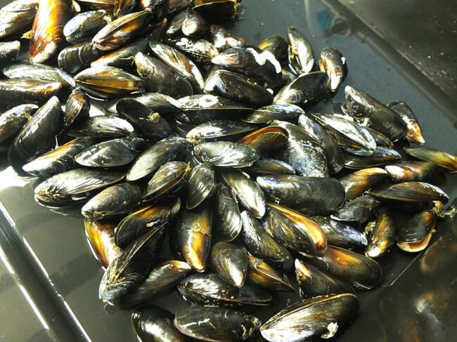 a bunch of mussels