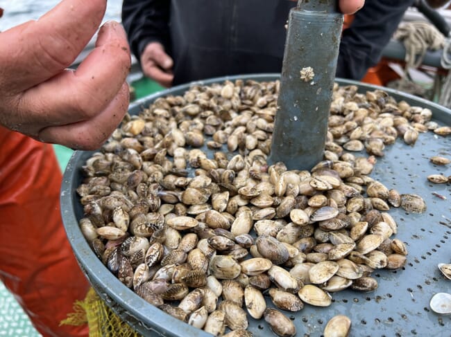 juvenile clams in a lantern net