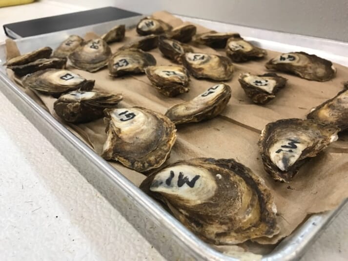 Experimental eastern oyster broodstock at the oyster hatchery in northern New Brunswick
