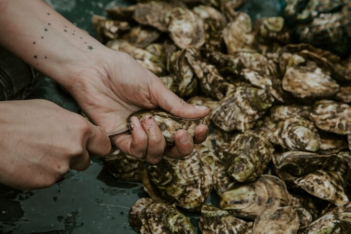 person shucking oysters