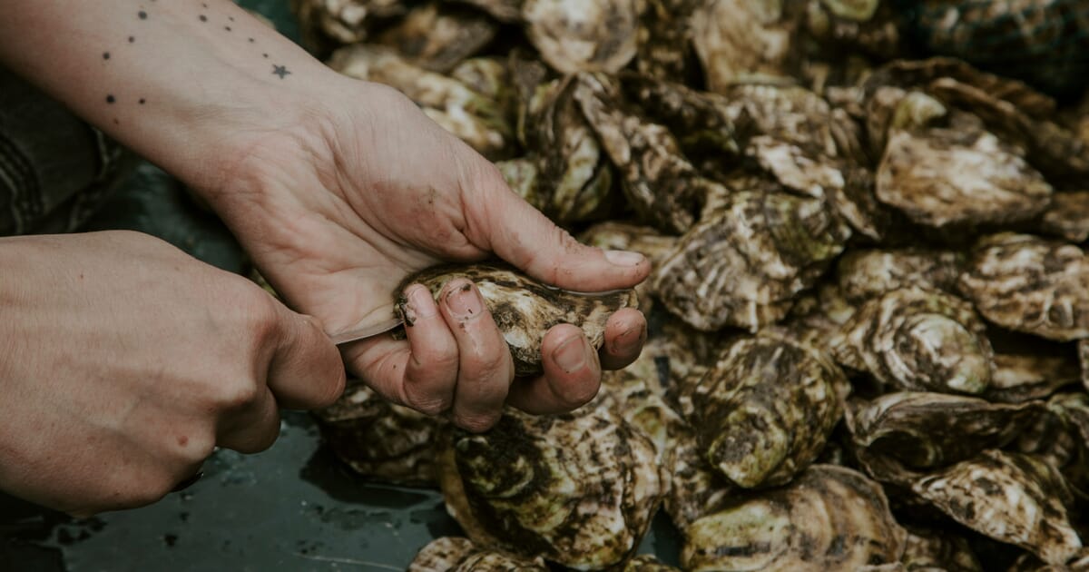 Florida researcher granted $100,000 to boost shellfish aquaculture ...