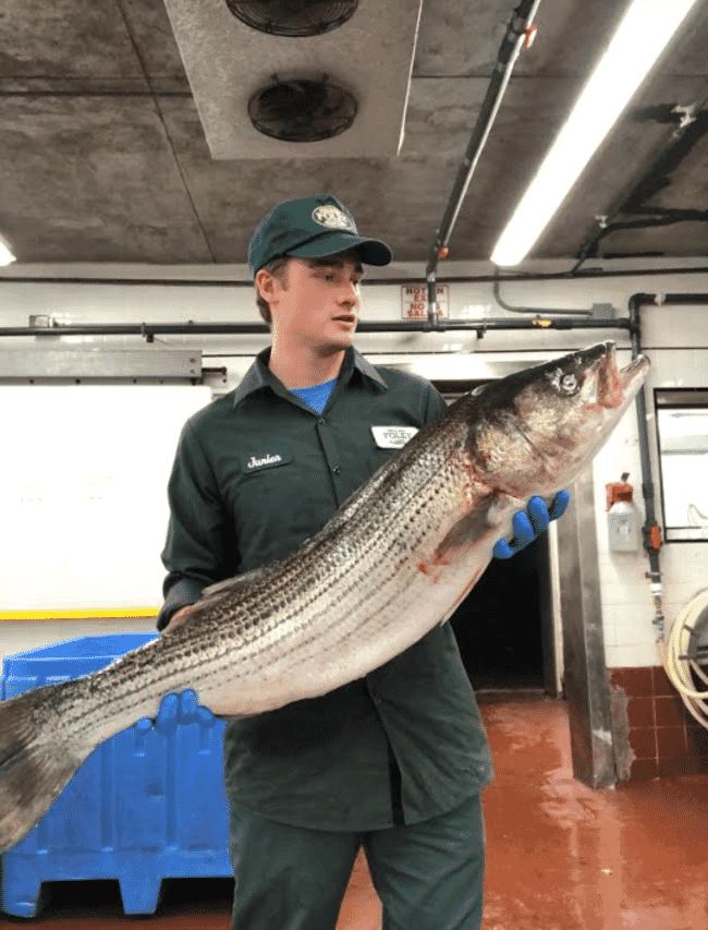 James Sibley holding a striped bass