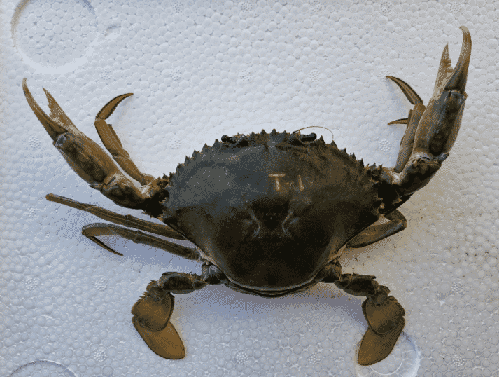 A female green crab (Scylla paramamosain) which was sent to the SEAFDEC lab for identification
