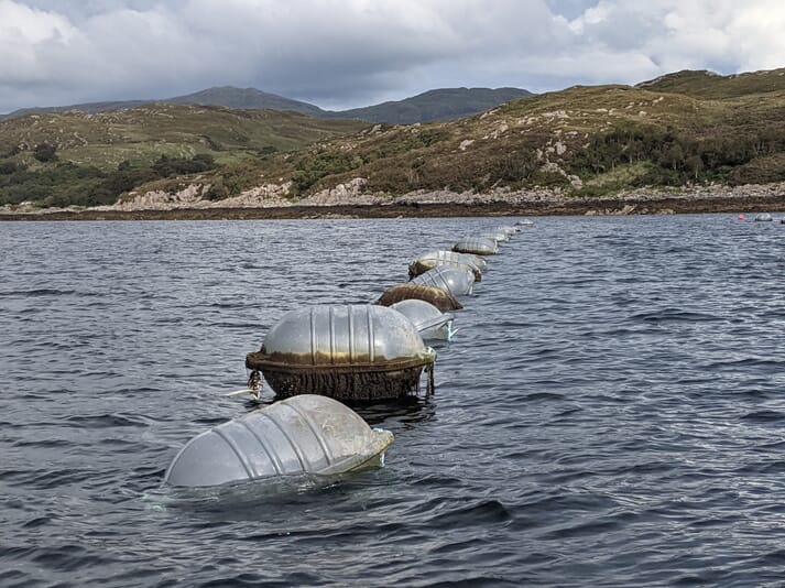 floats added to a mussel line in the water