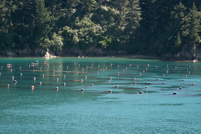 mussel floats in a wooded bay