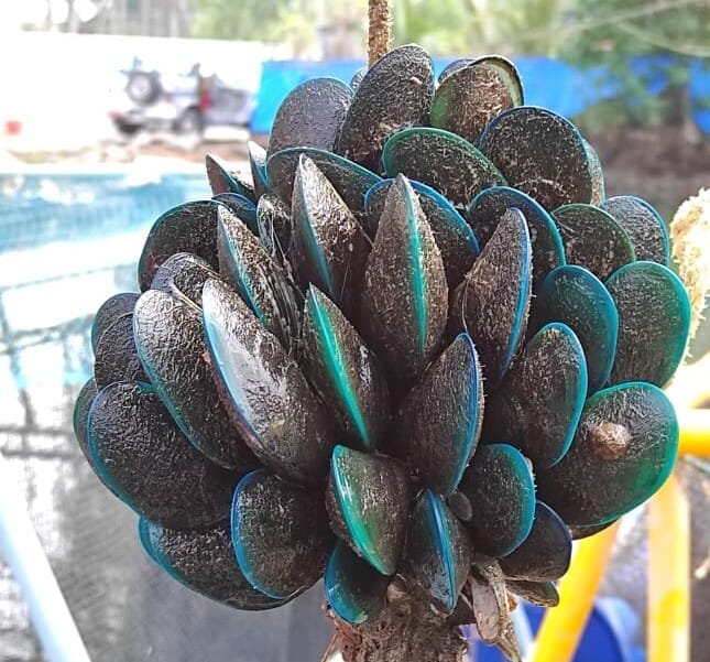 Harvest of green mussel from a pilot IMTA project in Kerala, started by CMFRI