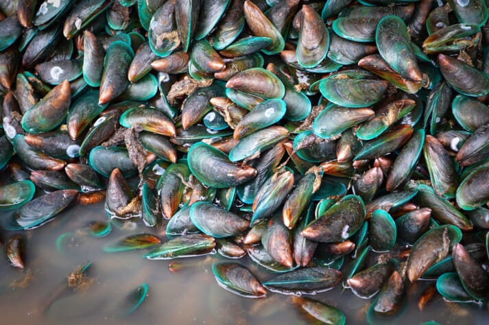 The funding should help New Zealand's mussel sector reach 42,000 tonnes a year - up from its current level of 25,000 tonnes
