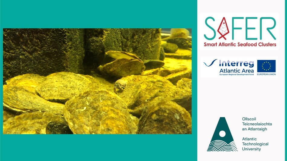 New IoT sensor sheds light on shellfish growers’ farm conditions | The ...