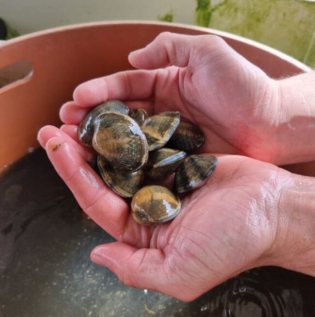 A person holding many Manilla clams above a bucket.