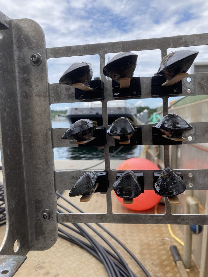 The MarineCanary is a very simple concept, backed up by a sophisticated image processing system to ensure that the user will be instantly alerted to any abnormal reaction from the mussels