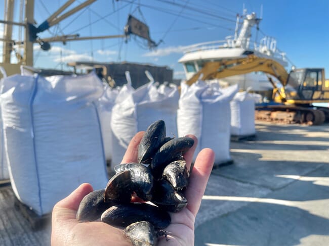 harvested mussels