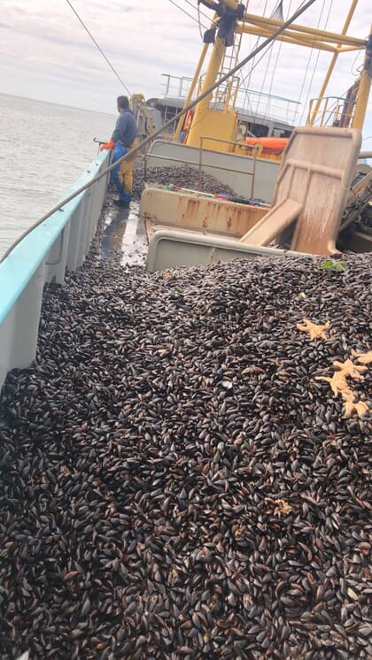 ship with mussels in the hold