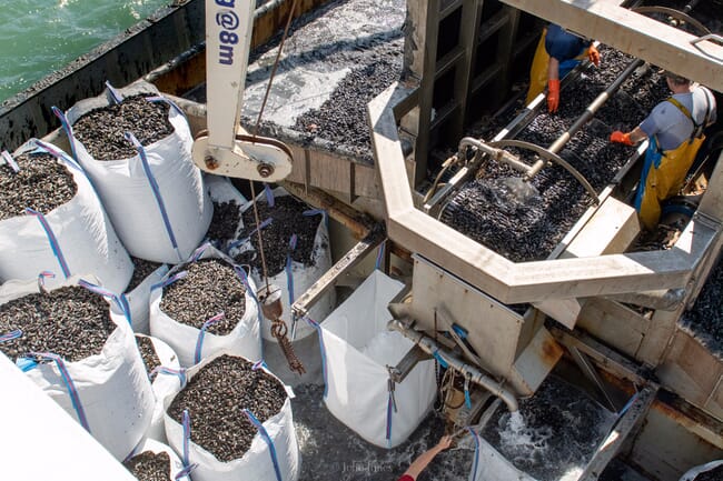 mussels being hauled into a fishing vessel