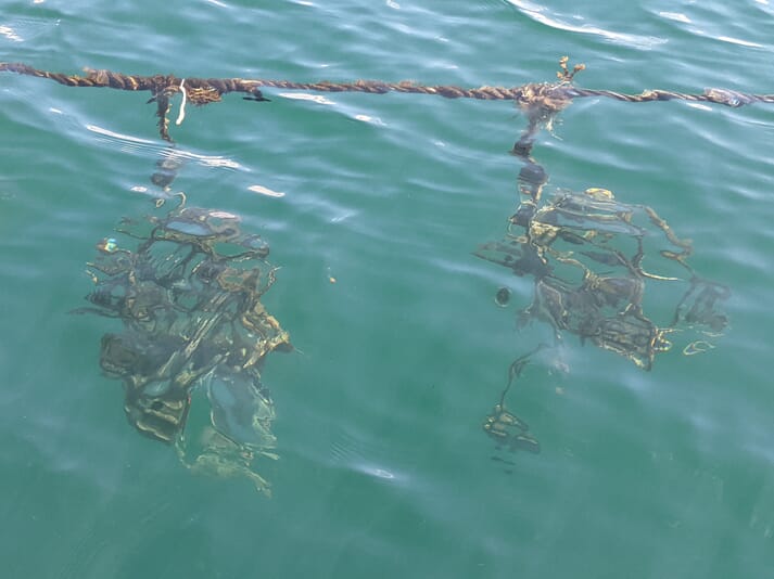 mussels growing on a dropper line