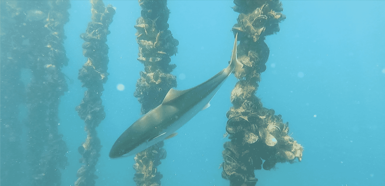 Fish swimming next to mussel farm