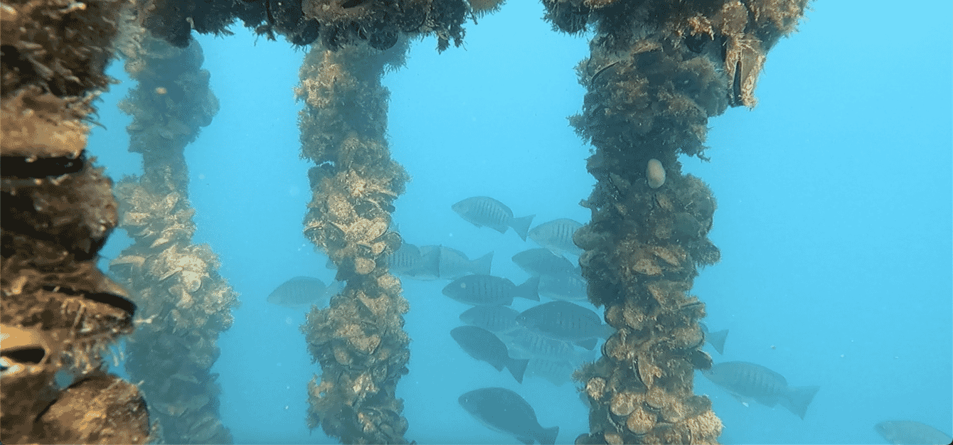 Mexilhões crescendo em uma corda debaixo d'água com um cardume de peixes