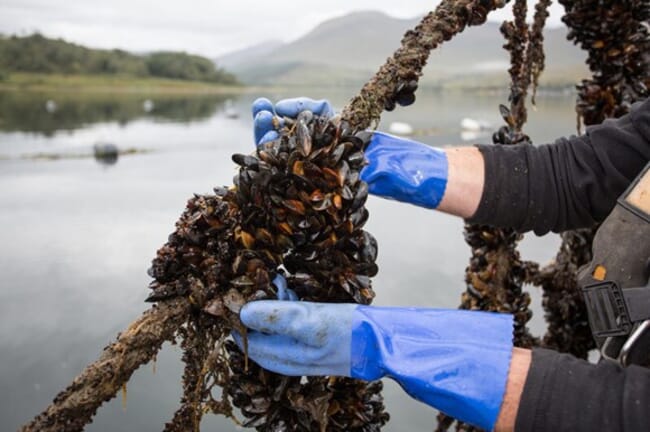 Person checking farmed mussels