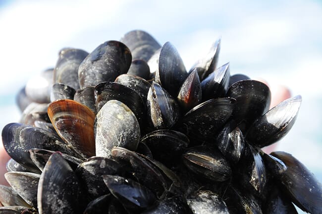 mussels