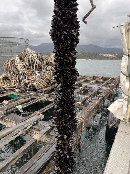 Mussels growing on a rope next to a raft