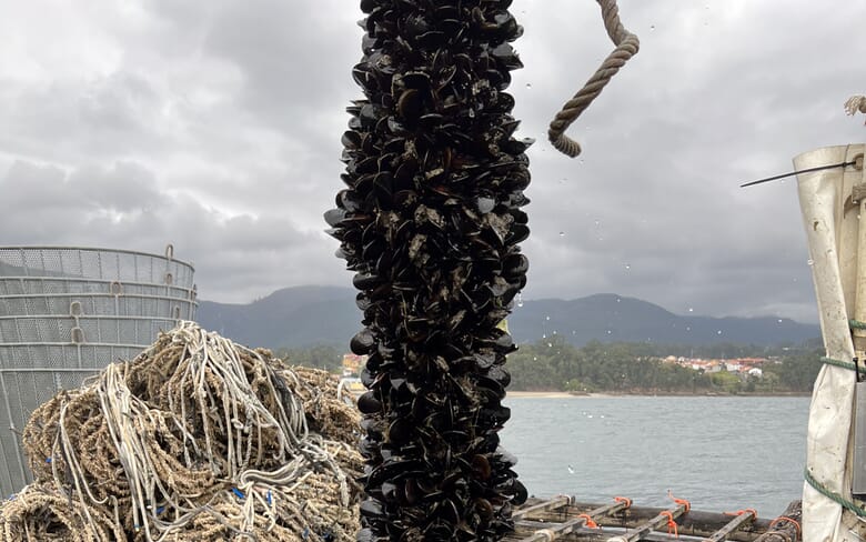 Learning the ropes: a beginner's guide to mussel farming | The Fish Site