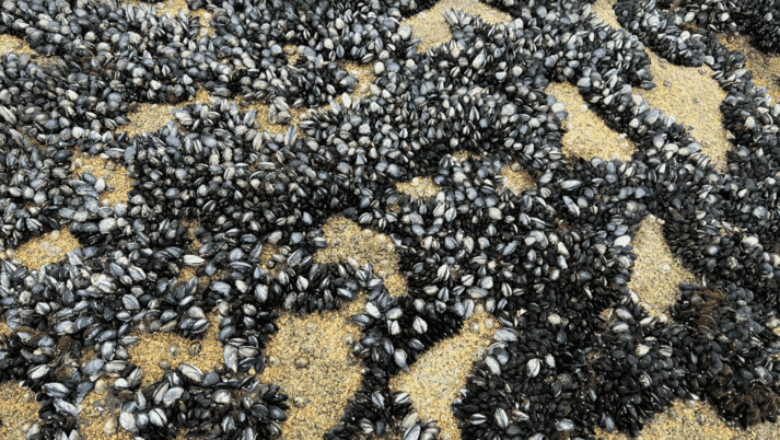 shore seeded mussels