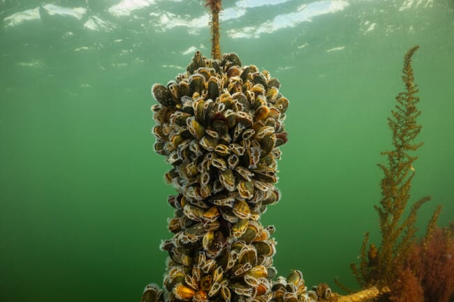 Mussels growing on a rope underwater
