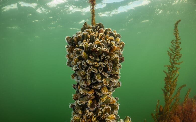 Learning the ropes: a beginner's guide to mussel farming | The Fish Site