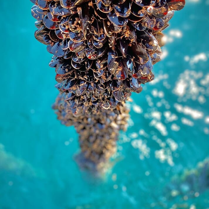 mussels growing on a rope
