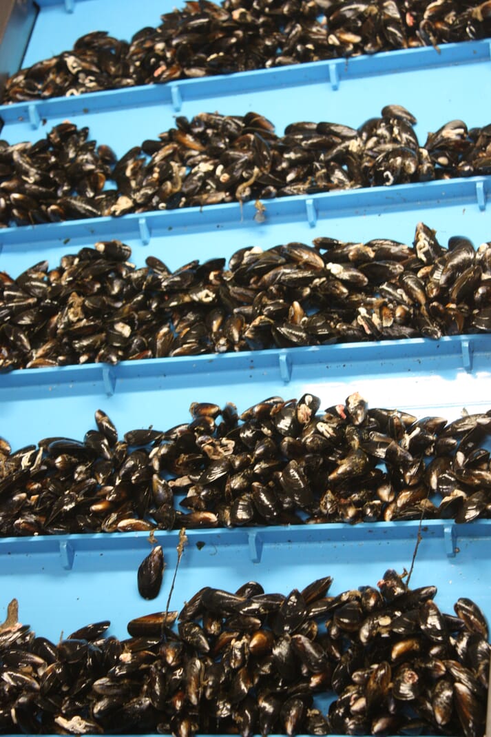 2016 was a record year for Scottish mussel production