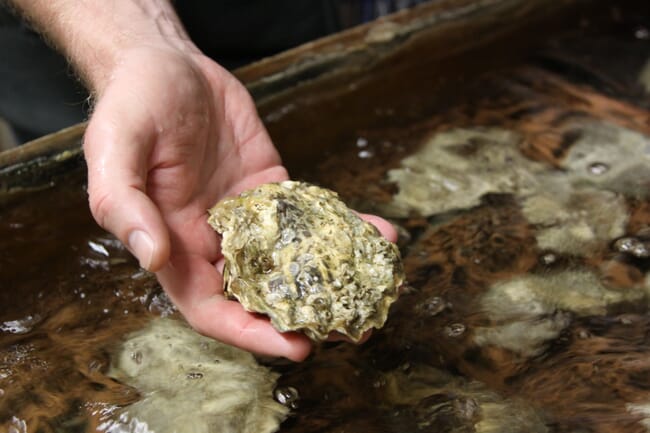 hand holding an oyster