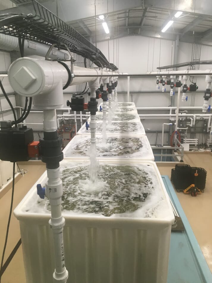 Mook's "Oyster Inventory Room" can hold up to half a million oysters, safeguarding supply at times when water quality dips due to high levels of run-off from the land