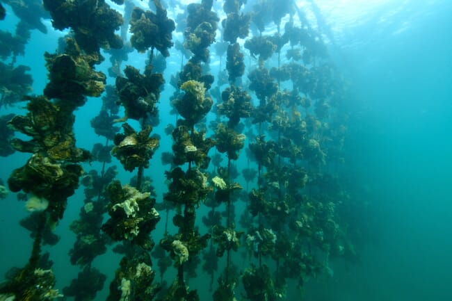 Oysters growing on ropes underwater
