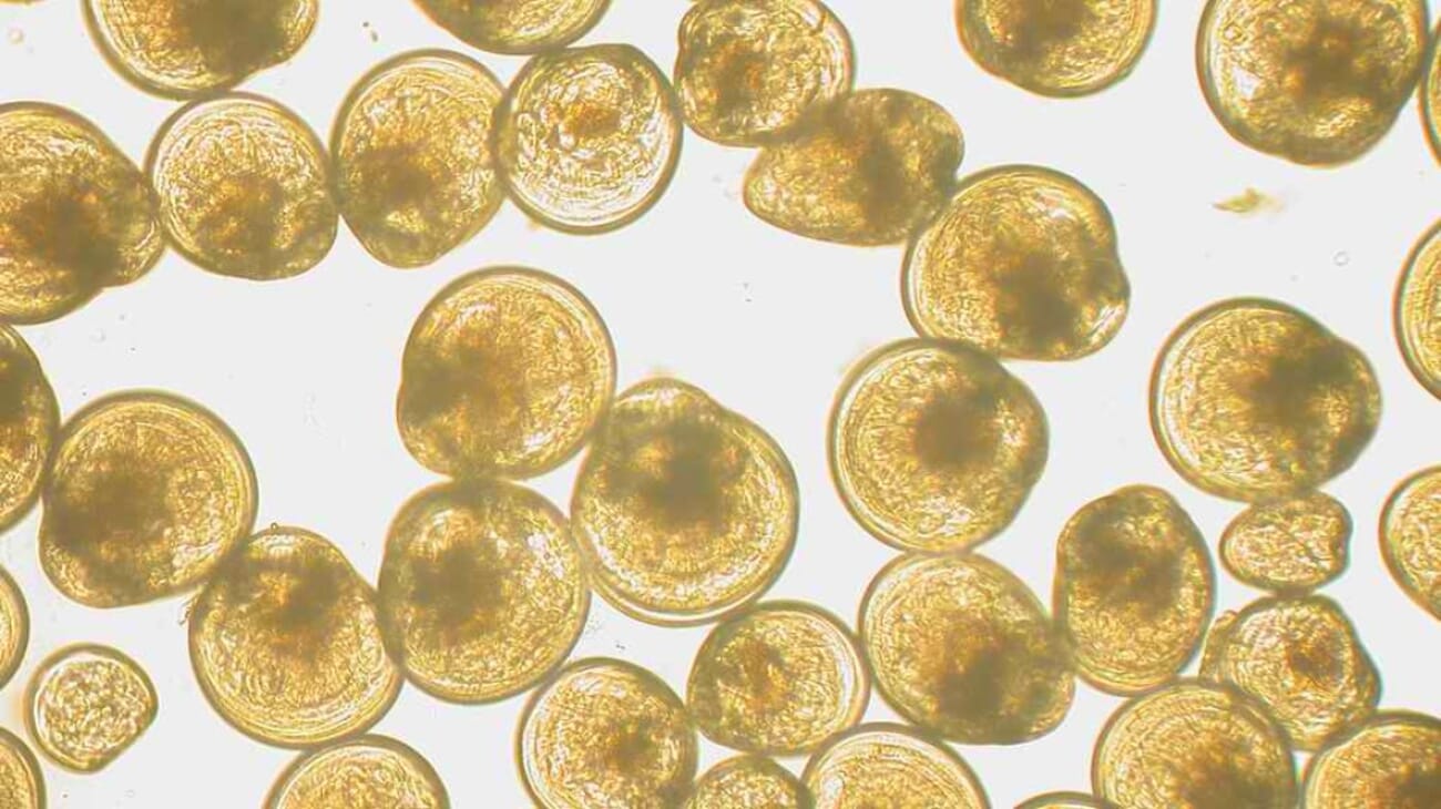 Freezing shellfish broodstock might give the industry an efficiency