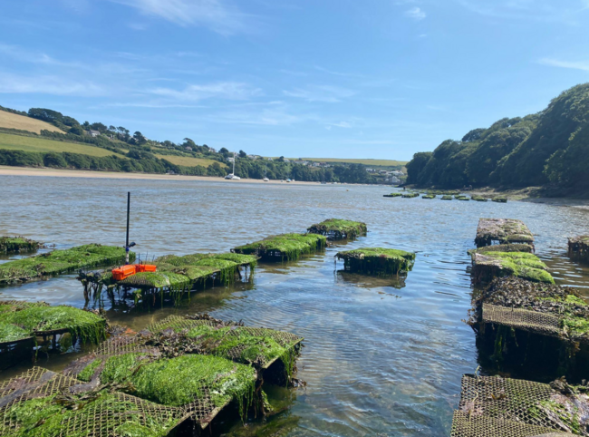 Oyster trestles beside a river estuary.