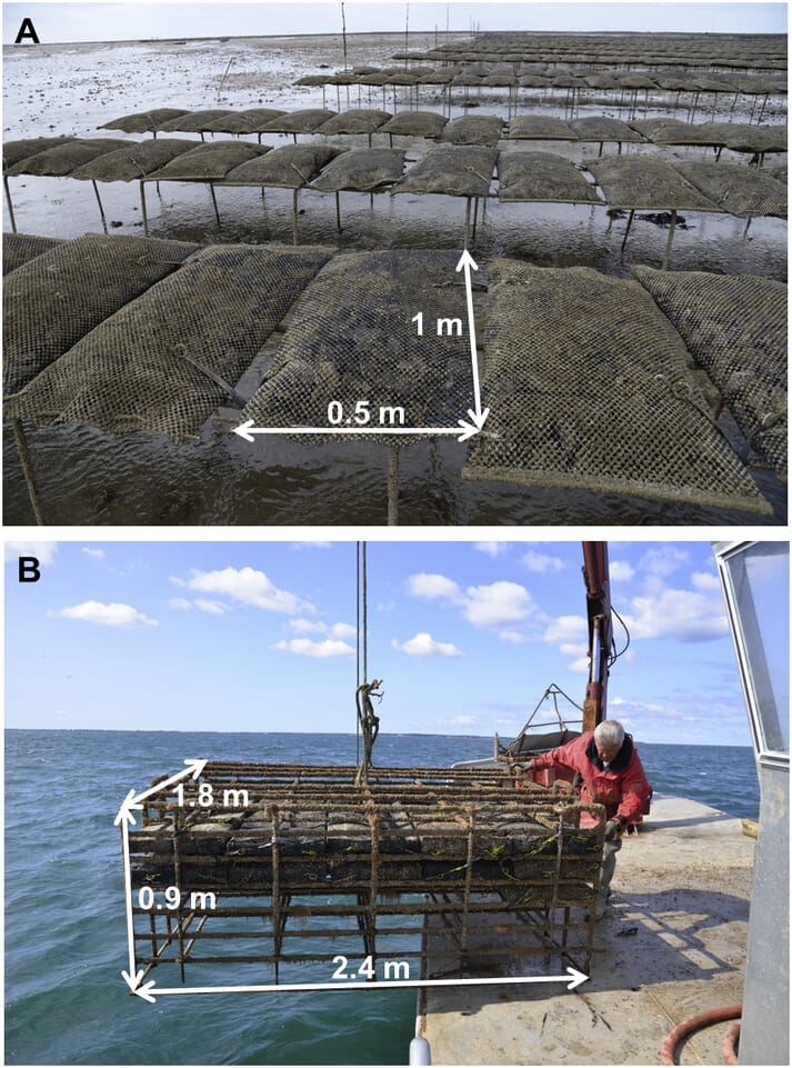 A Simple But Effective Alternative To Traditional Oyster Trestles The Fish Site