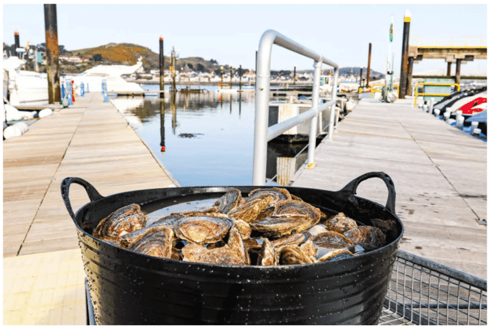 oysters in a basket