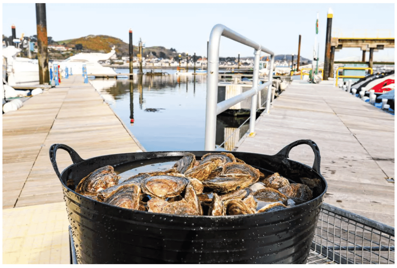 oysters in a basket