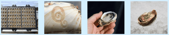 uma seleção de imagens de ostras