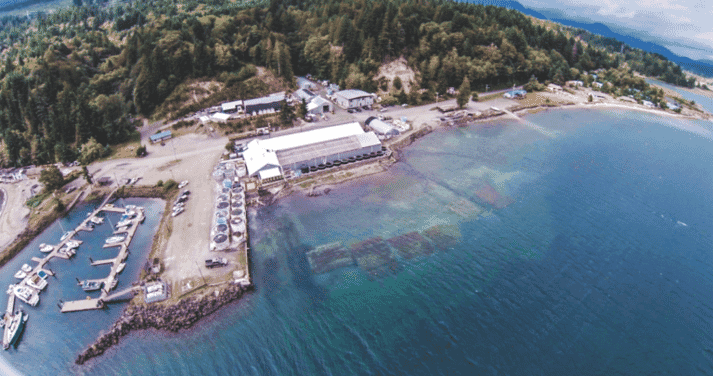 The certification covers Pacific Seafood’s oyster processing plant and farm in South Bend and their hatchery in Quilcene.