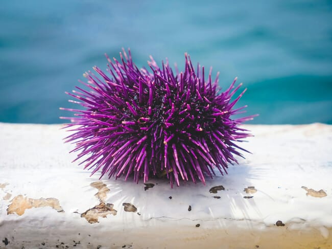 A closeup of a purple sea urchin.