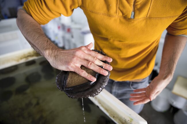 person holding a red abalone