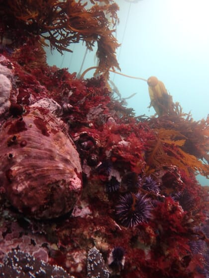 red abalone with urchins and bull kelp