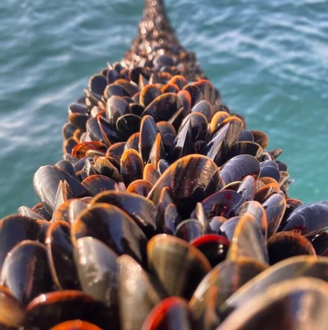 mussels growing on a rope