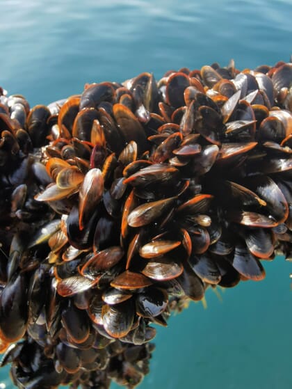mussels growing on a rope