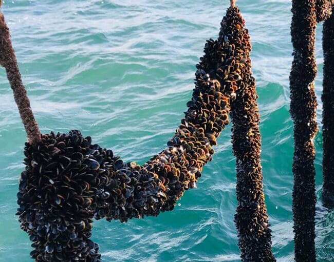 rope-grown mussels
