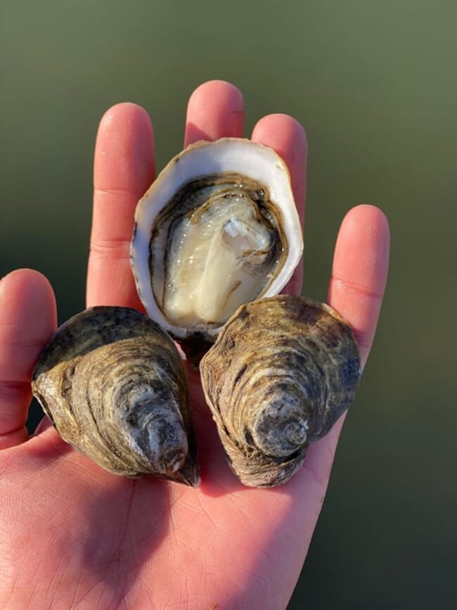 person holding cocktail oysters